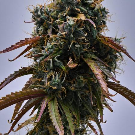 Cinderella | Fastbuds