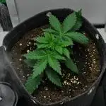 Strawberry Cake Auto | Ganja Farmer