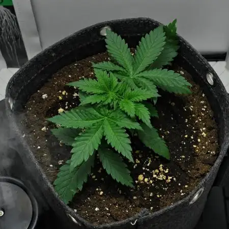 Strawberry Cake Auto | Ganja Farmer