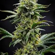 3 Bears OG | Mephisto Genetics