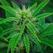 3 Bears OG | Mephisto Genetics