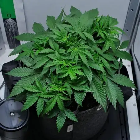 Strawberry Cake Auto | Ganja Farmer