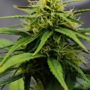 Skywalker OG Runtz/Gelato ✮✮✮