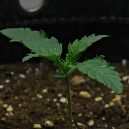 Strawberry Cake Auto | Ganja Farmer