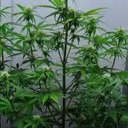 Cinderella | Fastbuds