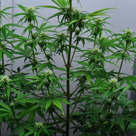 Cinderella | Fastbuds