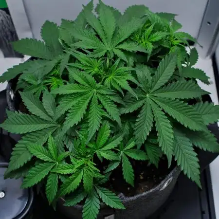 Strawberry Cake Auto | Ganja Farmer