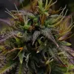 Divine Seeds | Auto Candy l VGrow