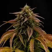 Cherry Cola & Banana Purple Punch