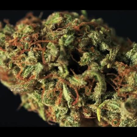 Strawberry Cake Auto | Ganja Farmer