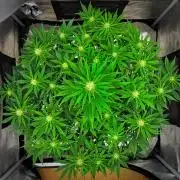 Mendo Cherry Cookies Auto | Fastbuds