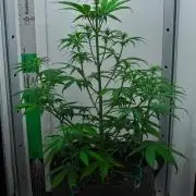 Cinderella | Fastbuds