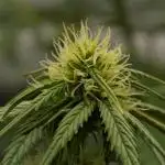 Skywalker OG Runtz/Gelato ✮✮✮