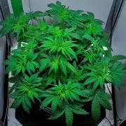 Mendo Cherry Cookies Auto | Fastbuds