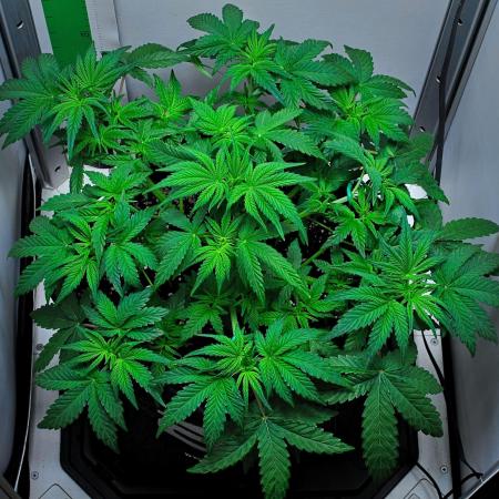 Mendo Cherry Cookies Auto | Fastbuds