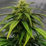 Skywalker OG Runtz/Gelato ✮✮✮