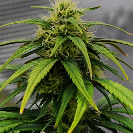 Skywalker OG Runtz/Gelato ✮✮✮