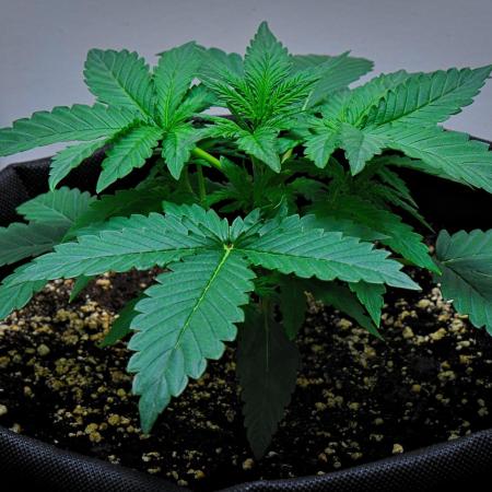 Mendo Cherry Cookies Auto | Fastbuds