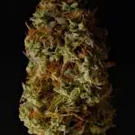 Divine Seeds | Auto Candy l VGrow