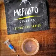 Kiwi Lime 1 | Mephisto Genetics
