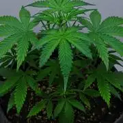 Cinderella | Fastbuds