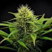 Guava Runtz Auto | Fastbuds