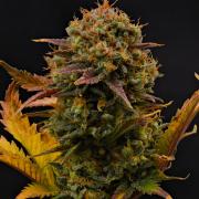 Sweet Seeds | Jet Fuel Mandarine XL Auto l 3 Plants