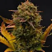 Sweet Seeds | Jet Fuel Mandarine XL Auto l 3 Plants