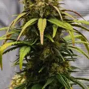 Skywalker OG Runtz/Gelato ✮✮✮