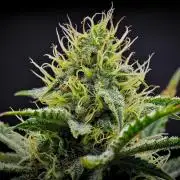 3 Bears OG | Mephisto Genetics