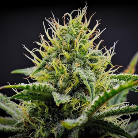3 Bears OG | Mephisto Genetics