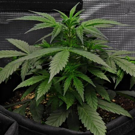 Sticky Broccoli | Eternity Grow Cup