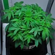 Mendo Cherry Cookies Auto | Fastbuds