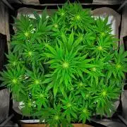 Mendo Cherry Cookies Auto | Fastbuds
