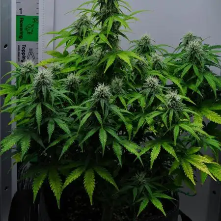 Strawberry Cake Auto | Ganja Farmer