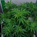Strawberry Cake Auto | Ganja Farmer