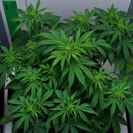 Strawberry Cake Auto | Ganja Farmer