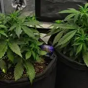 Sticky Broccoli | Eternity Grow Cup