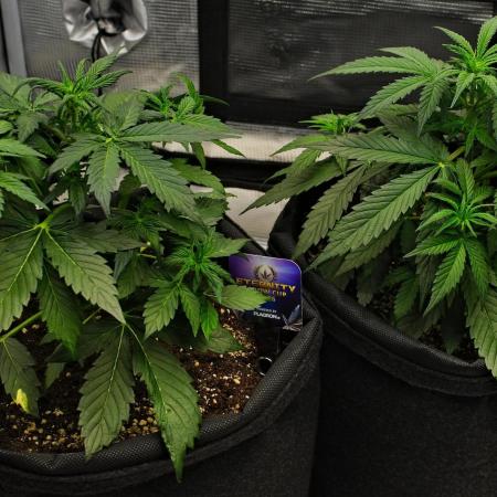 Sticky Broccoli | Eternity Grow Cup