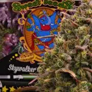 Skywalker OG Runtz/Gelato ✮✮✮