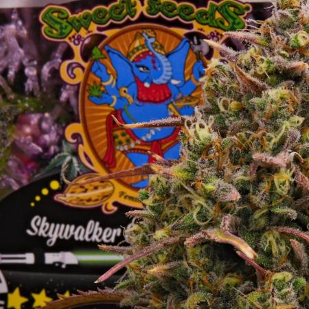 Skywalker OG Runtz/Gelato ✮✮✮