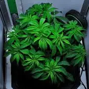 Jelly Donutz Auto