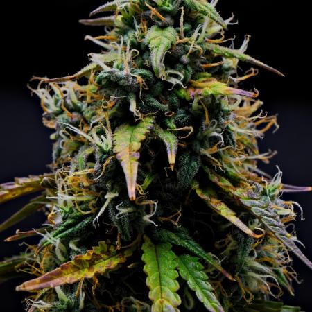 Cinderella | Fastbuds