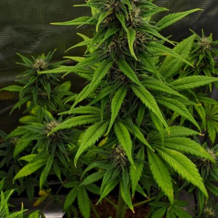 Cherry Cola & Banana Purple Punch