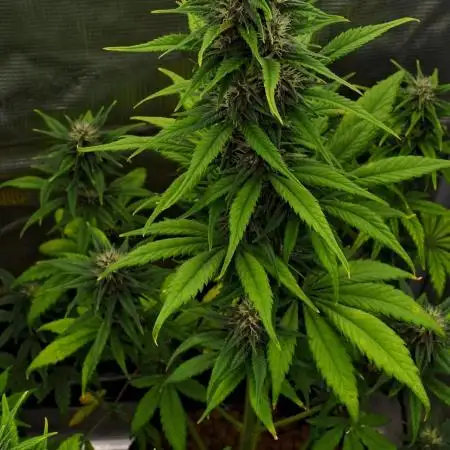 Cherry Cola & Banana Purple Punch