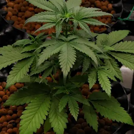Cherry Cola & Banana Purple Punch