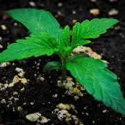 Jelly Donutz Auto
