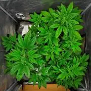 Guava Runtz Auto | Fastbuds