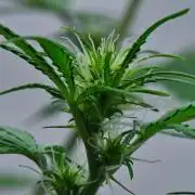 Cinderella | Fastbuds