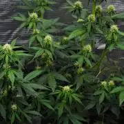 Sticky Broccoli Auto | Eternity Grow Cup